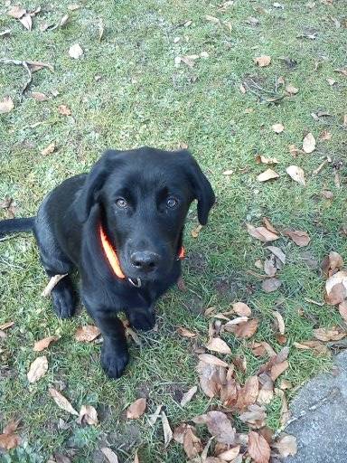 Lucky - Labrador Retriever Mâle (5 mois)