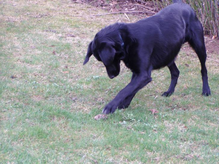 Blacky - Labrador Retriever Mâle (11 mois)