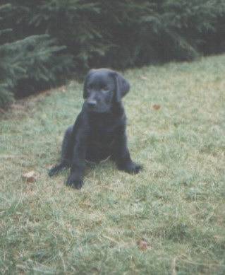Belgo - Labrador Retriever Mâle (4 mois)