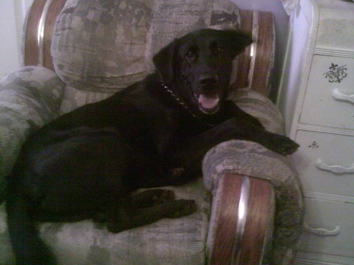 Piper - Labrador Retriever Mâle (9 mois)