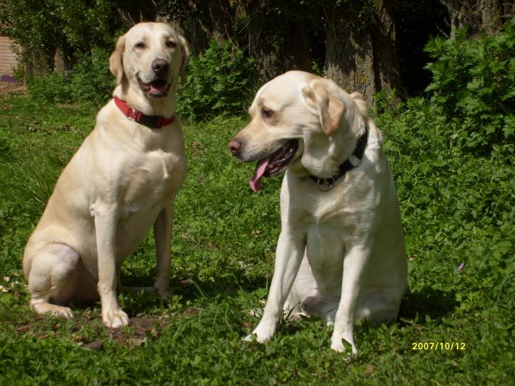 balloo and smokey - Labrador Retriever Mâle (7 ans)
