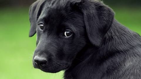 Bella - Labrador Retriever (1 an)