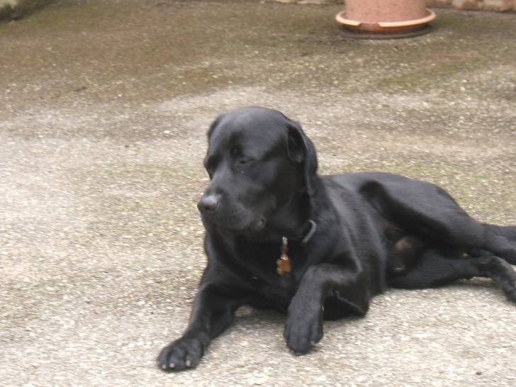 Balzac - Labrador Retriever Mâle