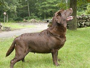 sadie - Labrador Retriever (1 an)