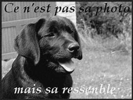 enzo - Labrador Retriever Mâle (10 ans)