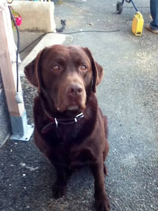 Dendy - Labrador Retriever Mâle (9 ans)