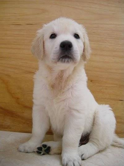 yoyo - Labrador Retriever Mâle (3 mois)