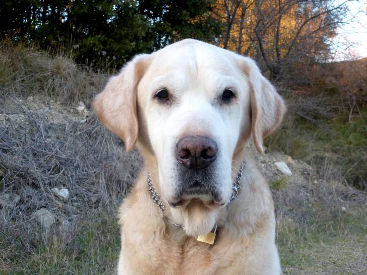 Rocky - Labrador Retriever Mâle (13 ans)