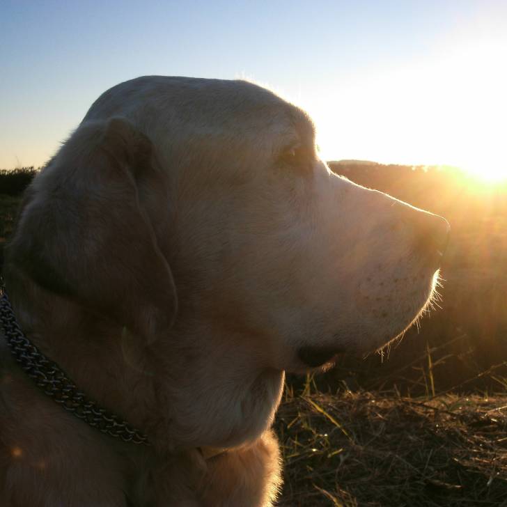Kiki - Labrador Retriever Mâle (13 ans)