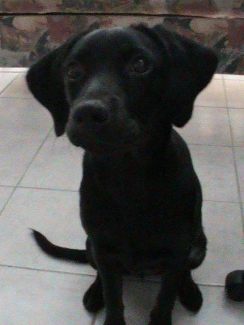 loocky - Labrador Retriever (1 an)