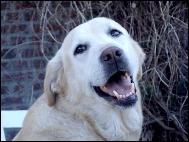 princess - Labrador Retriever (13 ans)