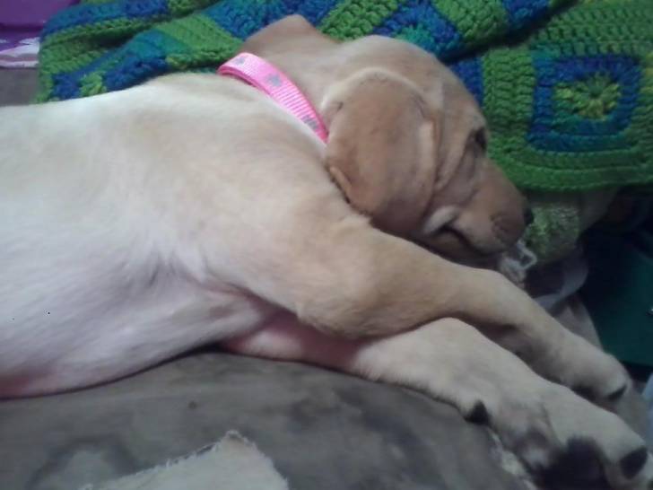 Penny - Labrador Retriever (3 mois)