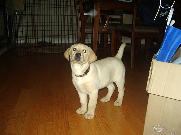 tango - Labrador Retriever (3 mois)