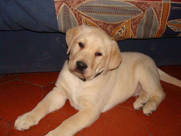 Koutek - Labrador Retriever Mâle (6 ans)
