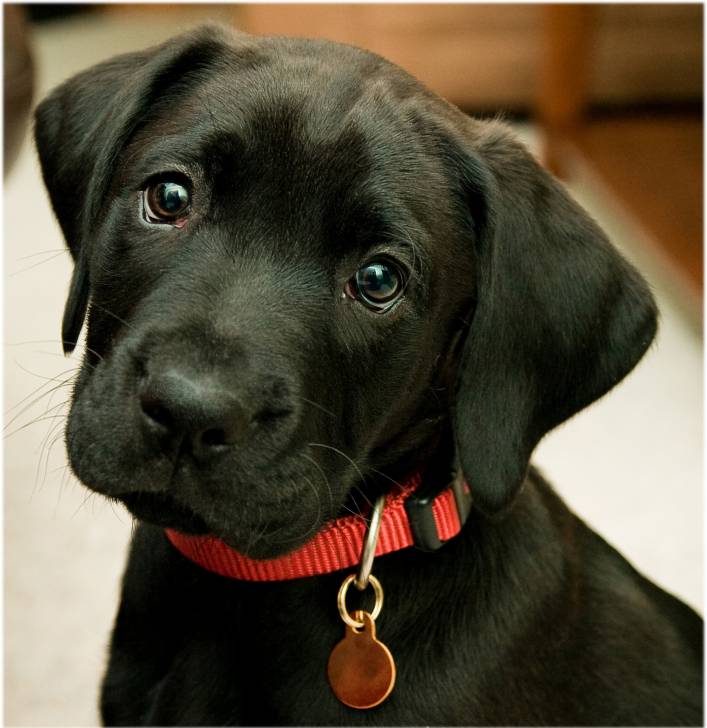Oligann - Labrador Retriever Mâle (5 mois)