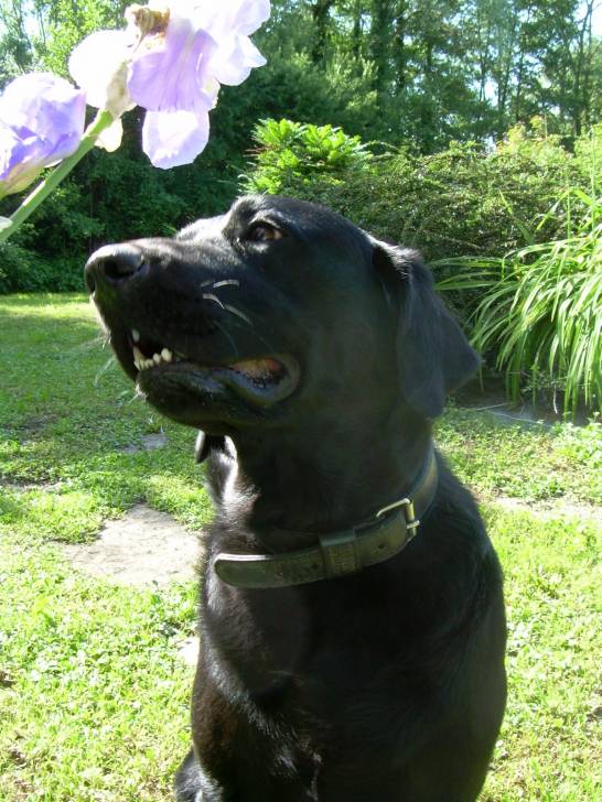 Benjy - Labrador Retriever Mâle (4 ans)