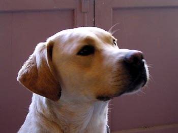 onyx - Labrador Retriever Mâle (6 ans)