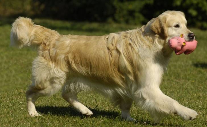 willy - Labrador Retriever (1 an)