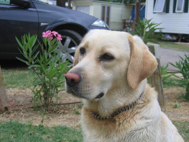 Belle de jour - Labrador Retriever (4 ans)