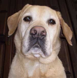 Gordane - Labrador Retriever Mâle (Autre)