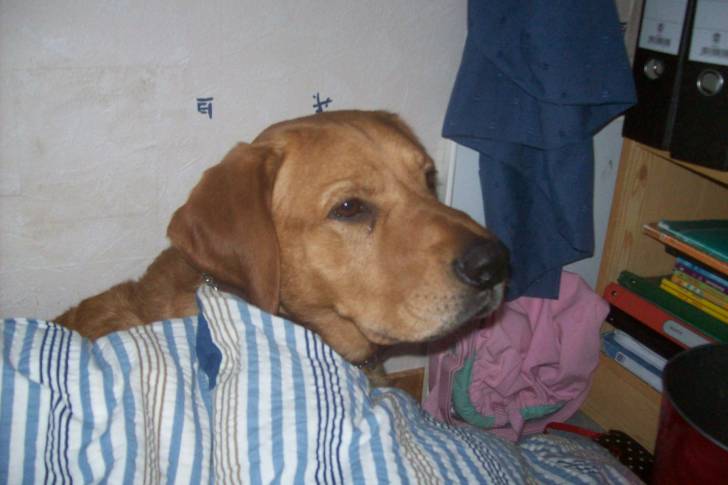 Moufy - Labrador Retriever Mâle (5 ans)