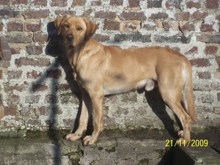 Bacchus - Labrador Retriever Mâle (4 ans)