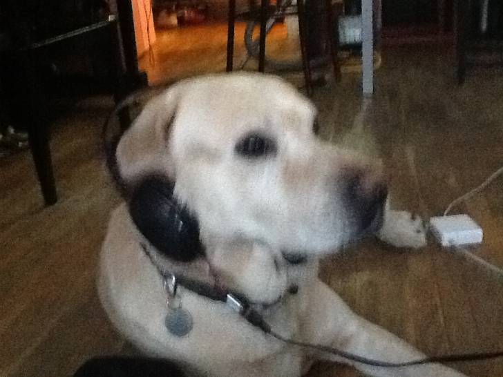 Rox - Labrador Retriever Mâle (6 ans)