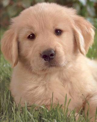 marley - Labrador Retriever Mâle (7 mois)