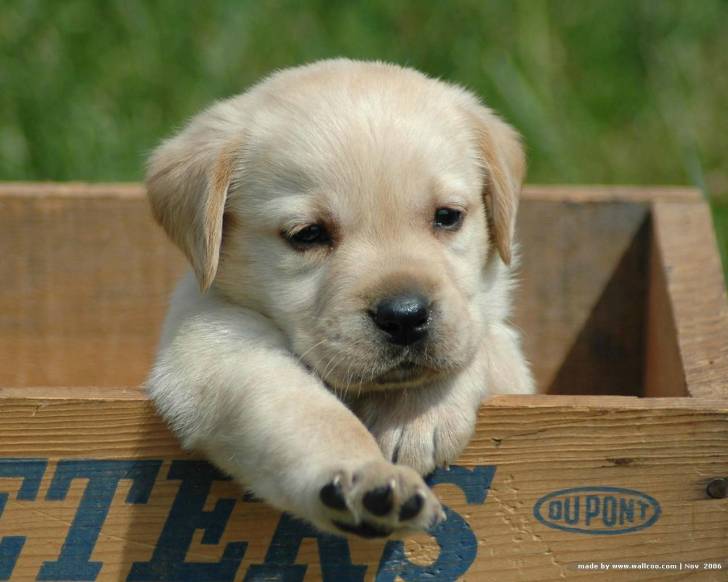 bella - Labrador Retriever