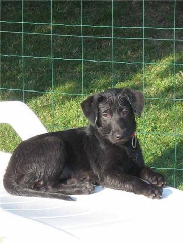 réglisse - Labrador Retriever (2 ans)