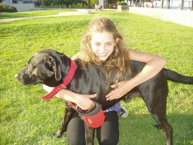 Léo - Labrador Retriever Mâle (2 mois)