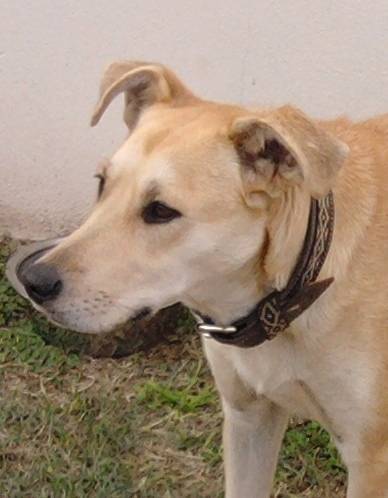 Savila - Labrador Retriever (2 ans)