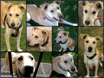 Savila - Labrador Retriever (2 ans)
