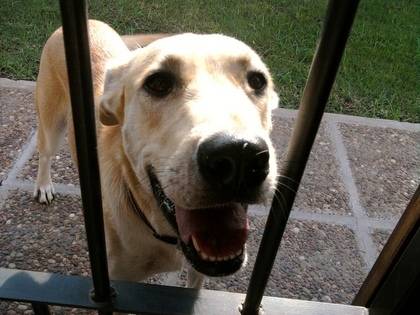Savila - Labrador Retriever (2 ans)