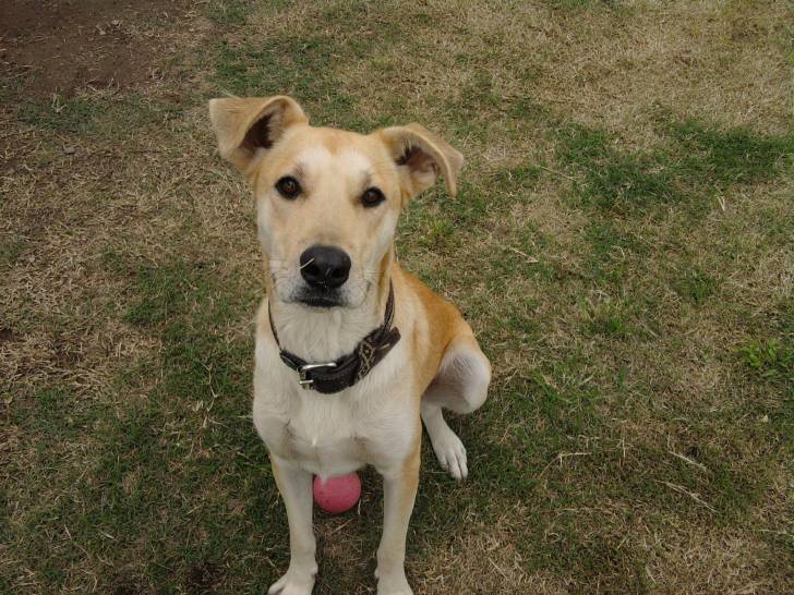 Savila - Labrador Retriever (2 ans)