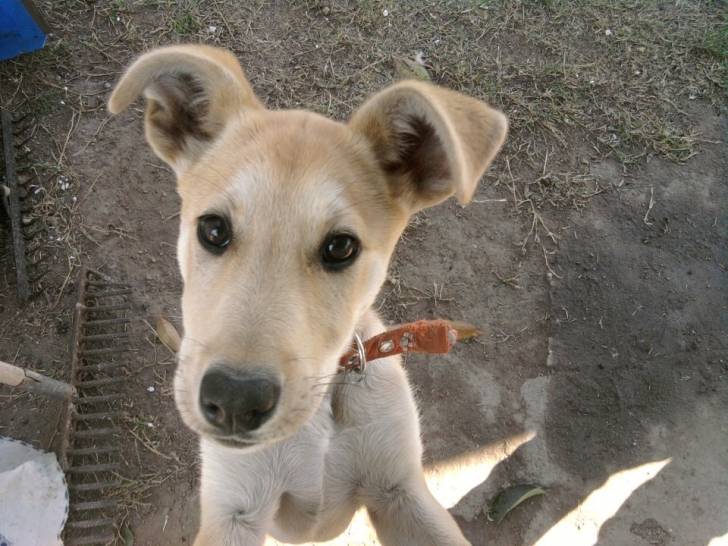 Savila - Labrador Retriever (2 mois)