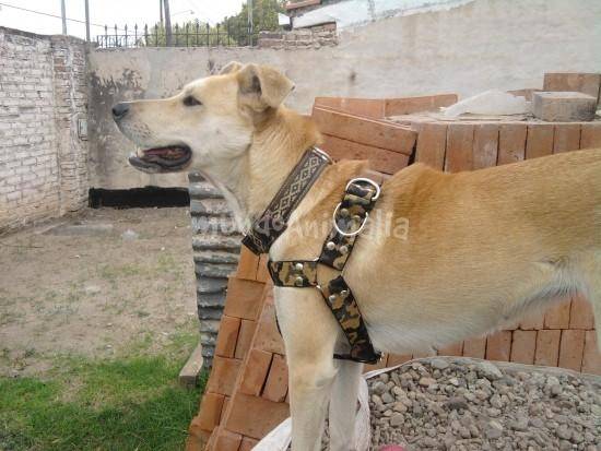 Savila - Labrador Retriever (2 mois)