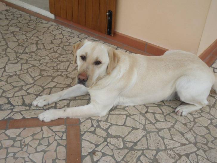 RUBY MY DOG - Labrador Retriever Mâle (4 ans)