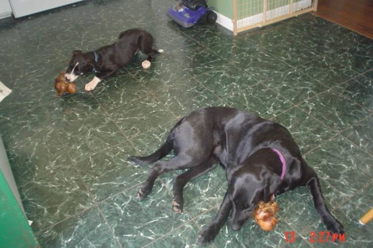 BB - Labrador Retriever (7 ans)