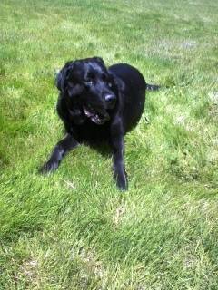 Buddy - Labrador Retriever Mâle (8 ans)