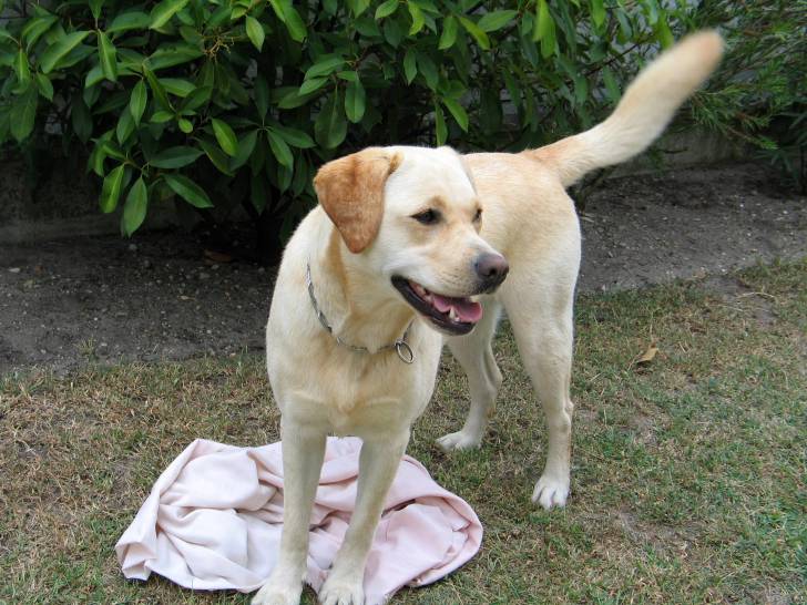 Russia - Labrador Retriever (10 ans)