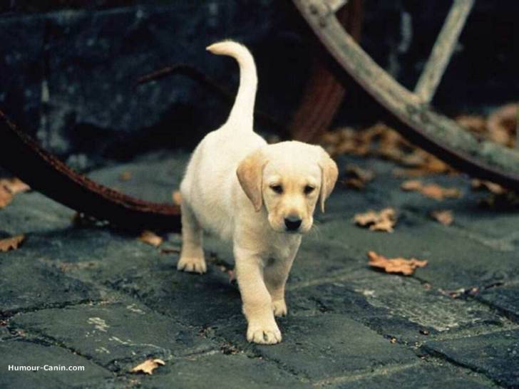 liyna - Labrador Retriever (3 mois)