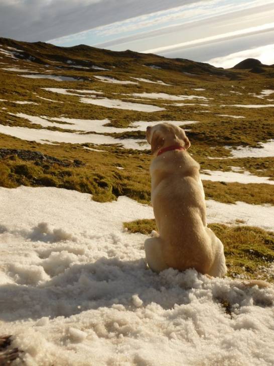 Isabelle in the snow - Labrador Retriever (5 ans)