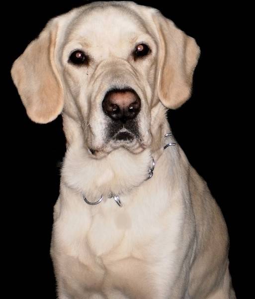 Cliford - Labrador Retriever Mâle (6 ans)