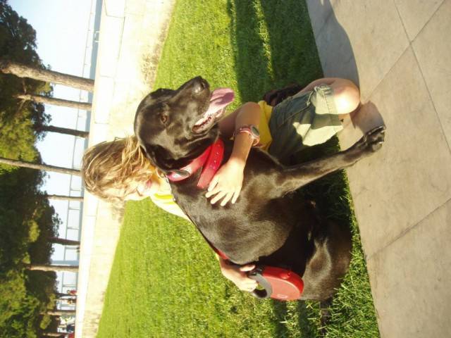 Léo - Labrador Retriever Mâle (2 mois)