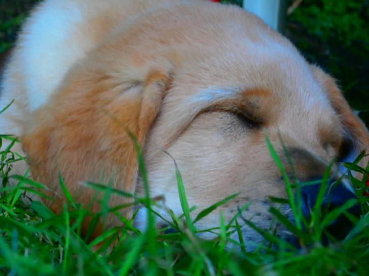 iglou - Labrador Retriever Mâle