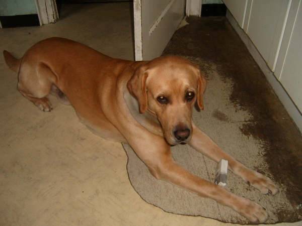 titus - Labrador Retriever Mâle (3 mois)