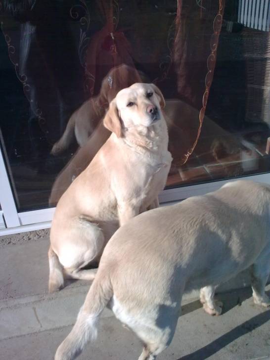 Aurele - Labrador Retriever (7 ans)
