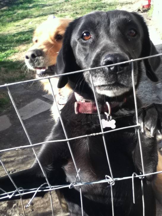 Zoey - Labrador Retriever (6 ans)