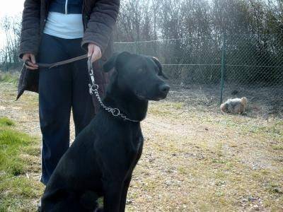 Nelson - Labrador Retriever Mâle (5 mois)